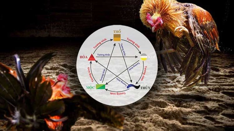 Màu Mạng Đá Gà - Hướng Dẫn Cách Xem Chi Tiết Theo Phong Thuỷ Màu mạng đá gà được nhiều cao thủ áp dụng thành công