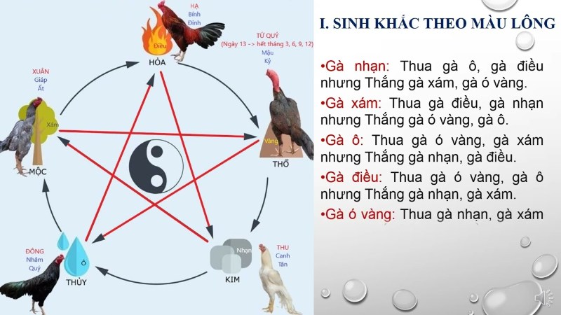 Màu Mạng Đá Gà - Hướng Dẫn Cách Xem Chi Tiết Theo Phong Thuỷ Gà mệnh gì tuân thủ theo quy luật phong thủy khá nhiều
